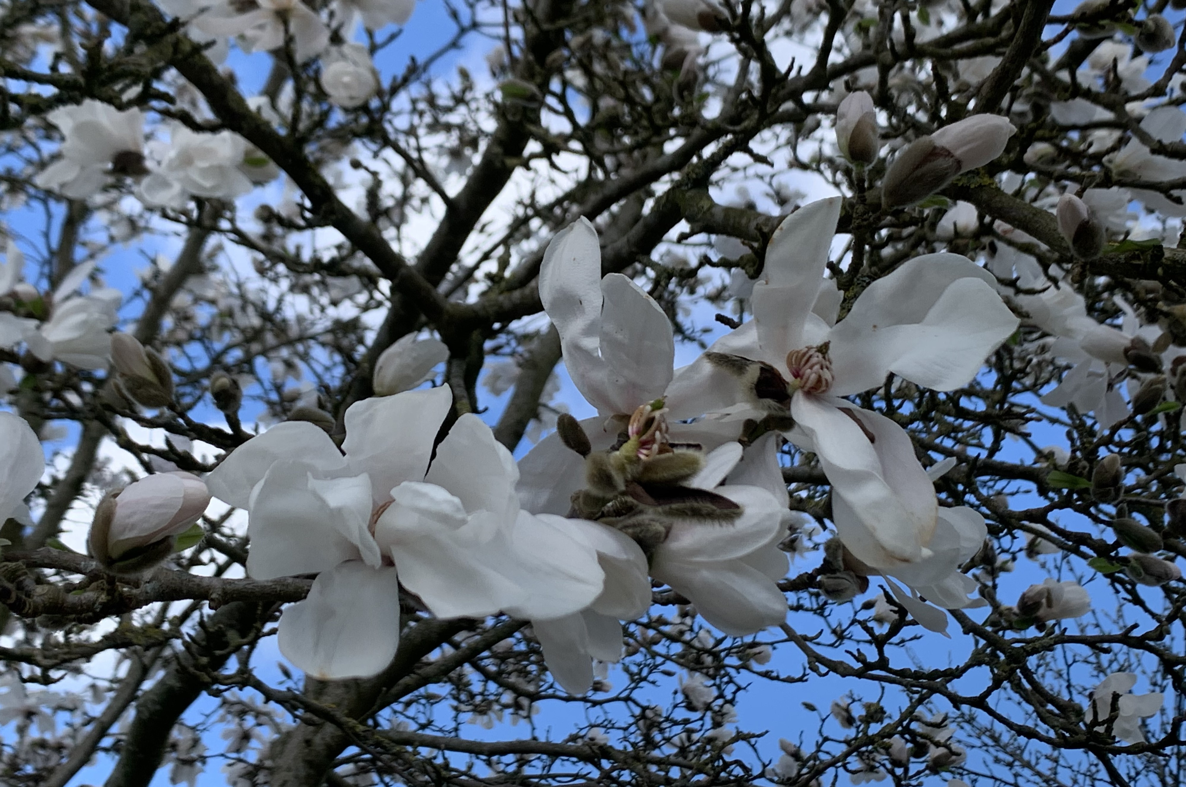 Witte bloem